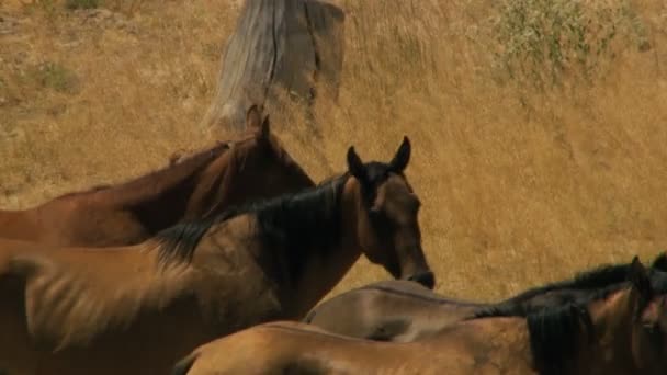 Manada de caballos salvajes pastando en pastizales — Vídeos de Stock