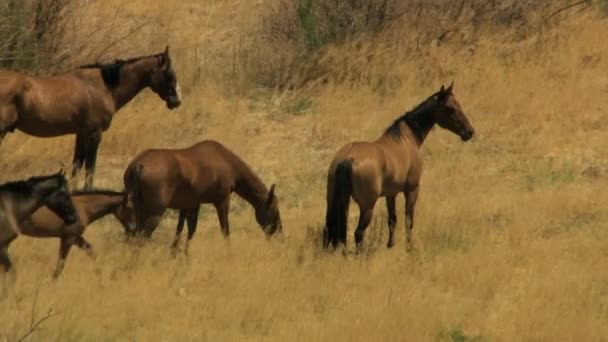 Hjordar av vilda hästar betar på rangeland — Stockvideo