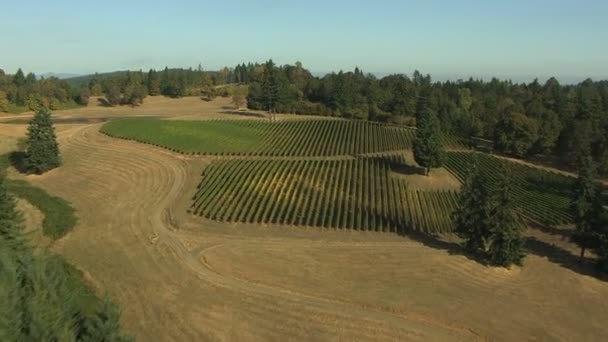 Oregon culturas agrícolas paisagem agrícola — Vídeo de Stock