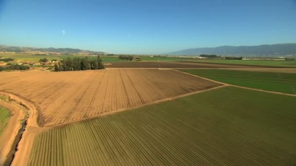 Campos agrícolas cultivos agrícolas — Vídeo de stock