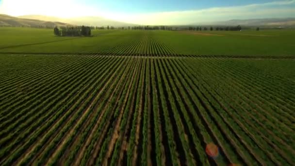 Campos de cultivos agrícolas — Vídeo de stock