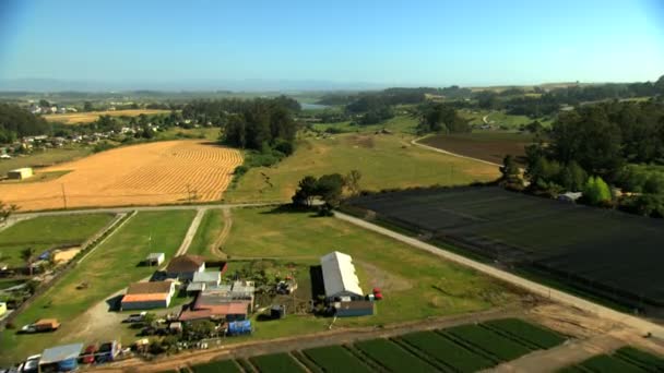 Campos agrícolas cultivos agrícolas — Vídeos de Stock