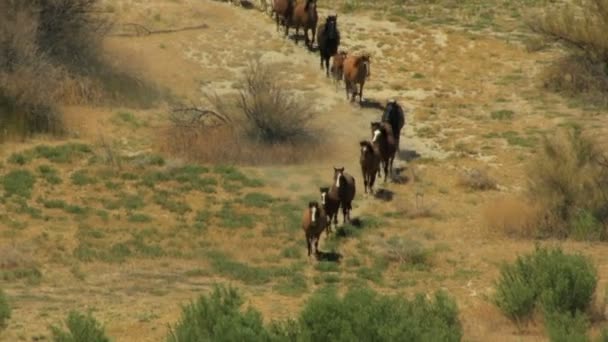 Manada de caballos salvajes — Vídeos de Stock