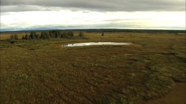 Тундра дикой природы Аляски — стоковое видео