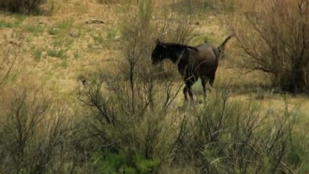 Kudde van wilde paarden grazen op rangeland — Stockvideo