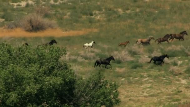 Manada de caballos salvajes — Vídeos de Stock