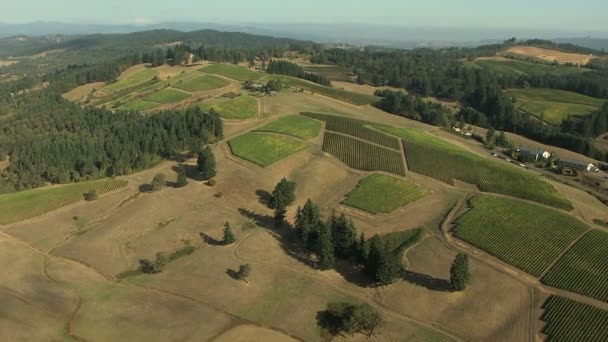 Oregon crops field agricultural landscape — Stock Video