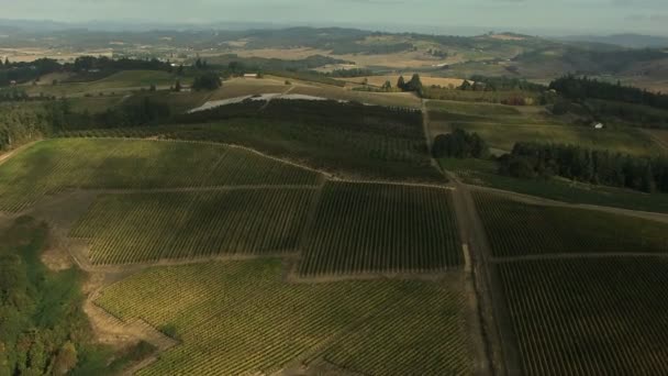 Culturas agrícolas campo paisagem agrícola — Vídeo de Stock