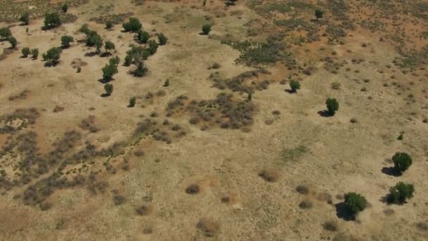 Ambiente selvagem Rancho planícies terrestres — Vídeo de Stock