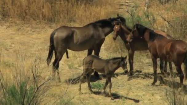 Manada de caballos salvajes pastando en pastizales — Vídeos de Stock