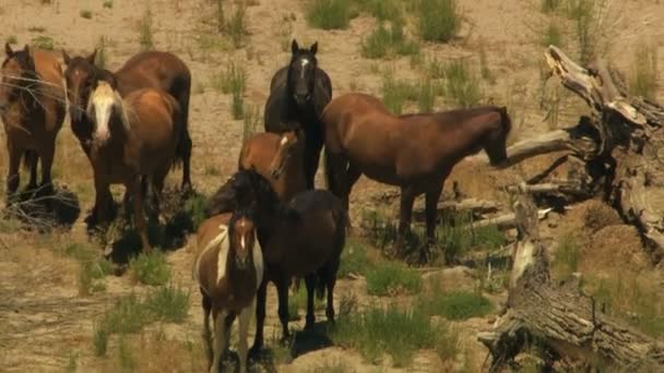 Manada de cavalos selvagens pastando em terra firme — Vídeo de Stock