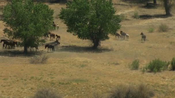 Manada de caballos salvajes — Vídeos de Stock