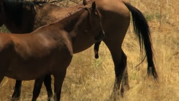 Mandria di cavalli selvatici al pascolo su rangeland — Video Stock