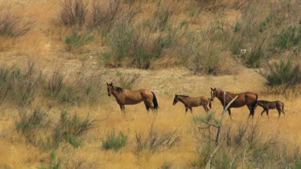 Rebanho de cavalos selvagens — Vídeo de Stock