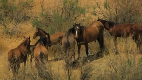 Manada de cavalos selvagens pastando em terra firme — Vídeo de Stock