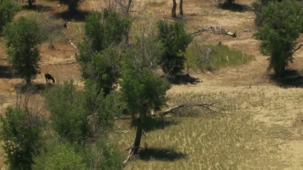 Hjordar av vilda hästar betar på rangeland — Stockvideo