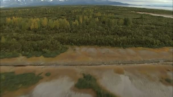 Воздушный лес Аляски с талой водой — стоковое видео