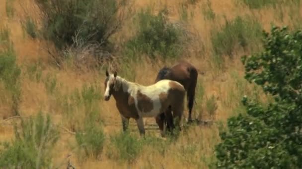 Стадо диких лошадей, пасущихся на пастбищах — стоковое видео