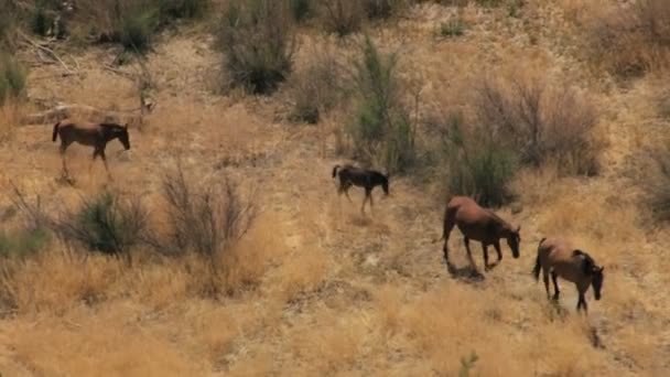 Rebanho de cavalos selvagens — Vídeo de Stock