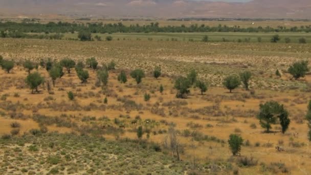 Kudde van wilde paarden grazen op rangeland — Stockvideo