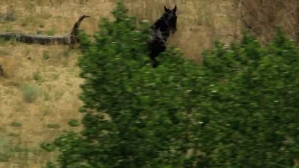 Vahşi atlar mera üzerinde otlatma sürüsü — Stok video