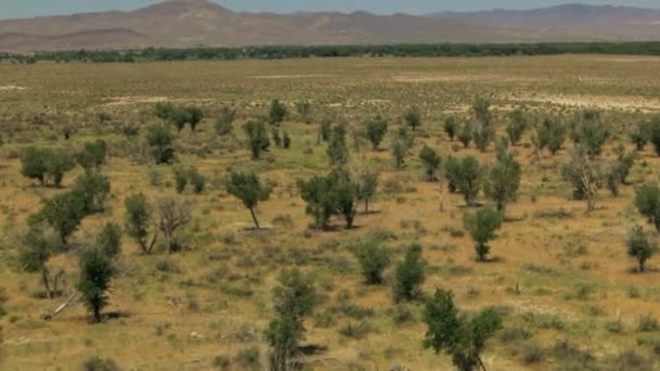 Rangeland met struikvormende vegetatie — Stockvideo