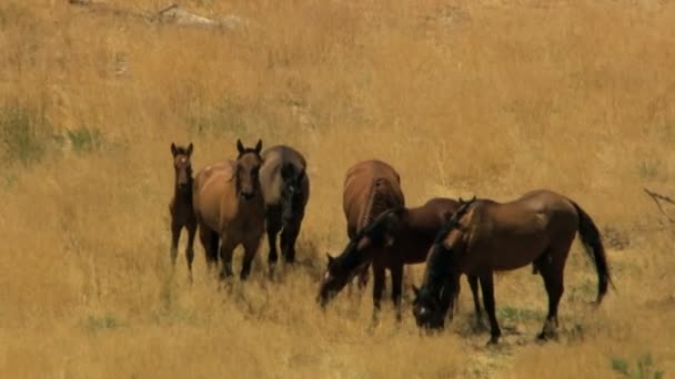 Kawanan kuda liar merumput di padang rumput — Stok Video
