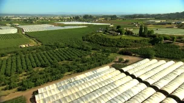 Campos agrícolas cultivos agrícolas — Vídeo de stock