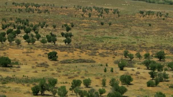 群野马在牧场上放牧 — 图库视频影像