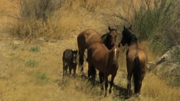 Kudde van wilde paarden grazen op rangeland — Stockvideo