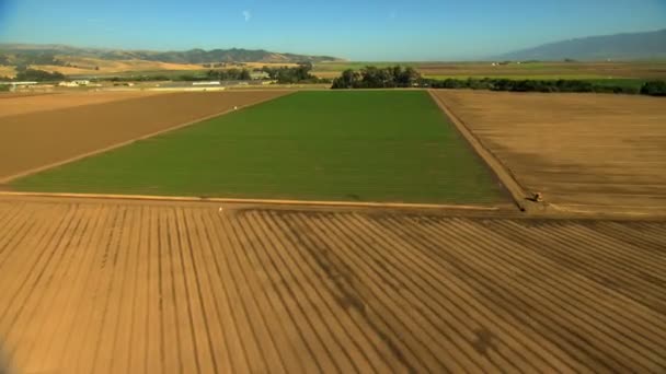 Agricultural fields farming crops — Stock Video