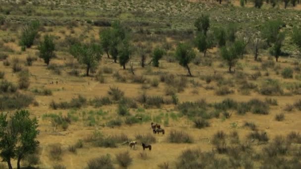 Manada de cavalos selvagens pastando em terra firme — Vídeo de Stock