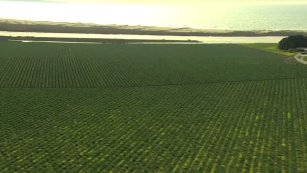 Kalifornien landwirtschaftliche Nutzpflanzen landwirtschaftliche Vegetation — Stockvideo