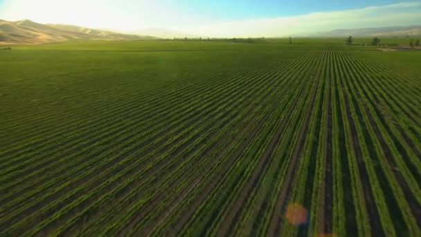 Campos de cultivos agrícolas — Vídeo de stock