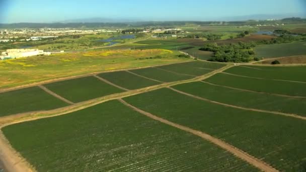 Agricultural fields farming crops — Stock Video