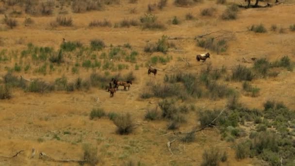 Manada de caballos salvajes pastando en pastizales — Vídeo de stock