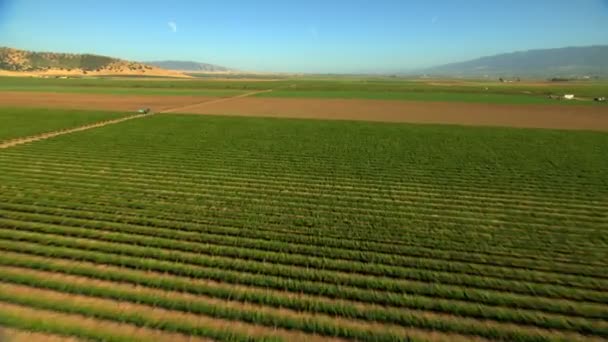 Campos agrícolas cultivos agrícolas — Vídeo de stock