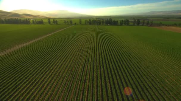 Fields of farming crops — Stock Video