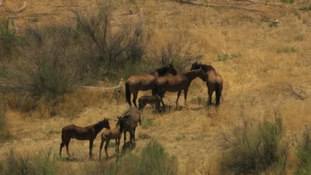 Manada de caballos salvajes pastando en pastizales — Vídeo de stock