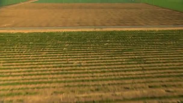 Landwirtschaftliche Felder, die Nutzpflanzen anbauen — Stockvideo