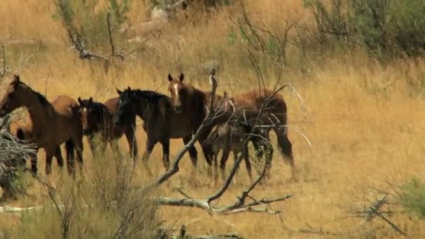Stádo divokých koní pasoucích se na pastvin — Stock video