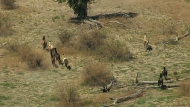 Rebanho de cavalos selvagens — Vídeo de Stock