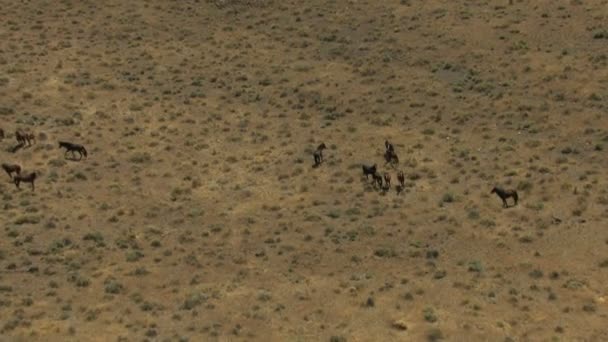 Стадо диких коней в Rangeland — стокове відео