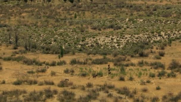 Troupeau de chevaux sauvages pâturant sur les parcours — Video