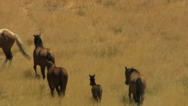 Manada de caballos salvajes pastando en pastizales — Vídeo de stock