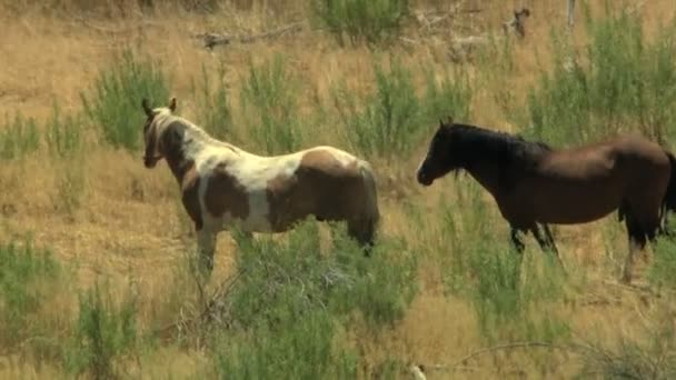 Manada de caballos salvajes pastando en pastizales — Vídeo de stock