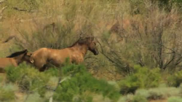 Manada de caballos salvajes — Vídeo de stock