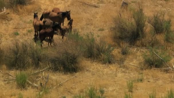 野生馬の放牧地に放牧の群れ — ストック動画