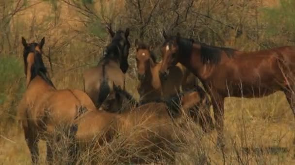 Mandria di cavalli selvatici al pascolo su rangeland — Video Stock