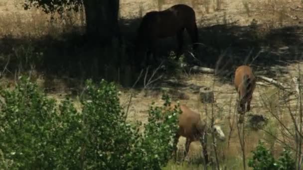 Manada de cavalos selvagens pastando em terra firme — Vídeo de Stock